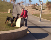  صورة وتعليق: ظاهرة مزاحمة الكلاب للبشر في المتنزهات العامة